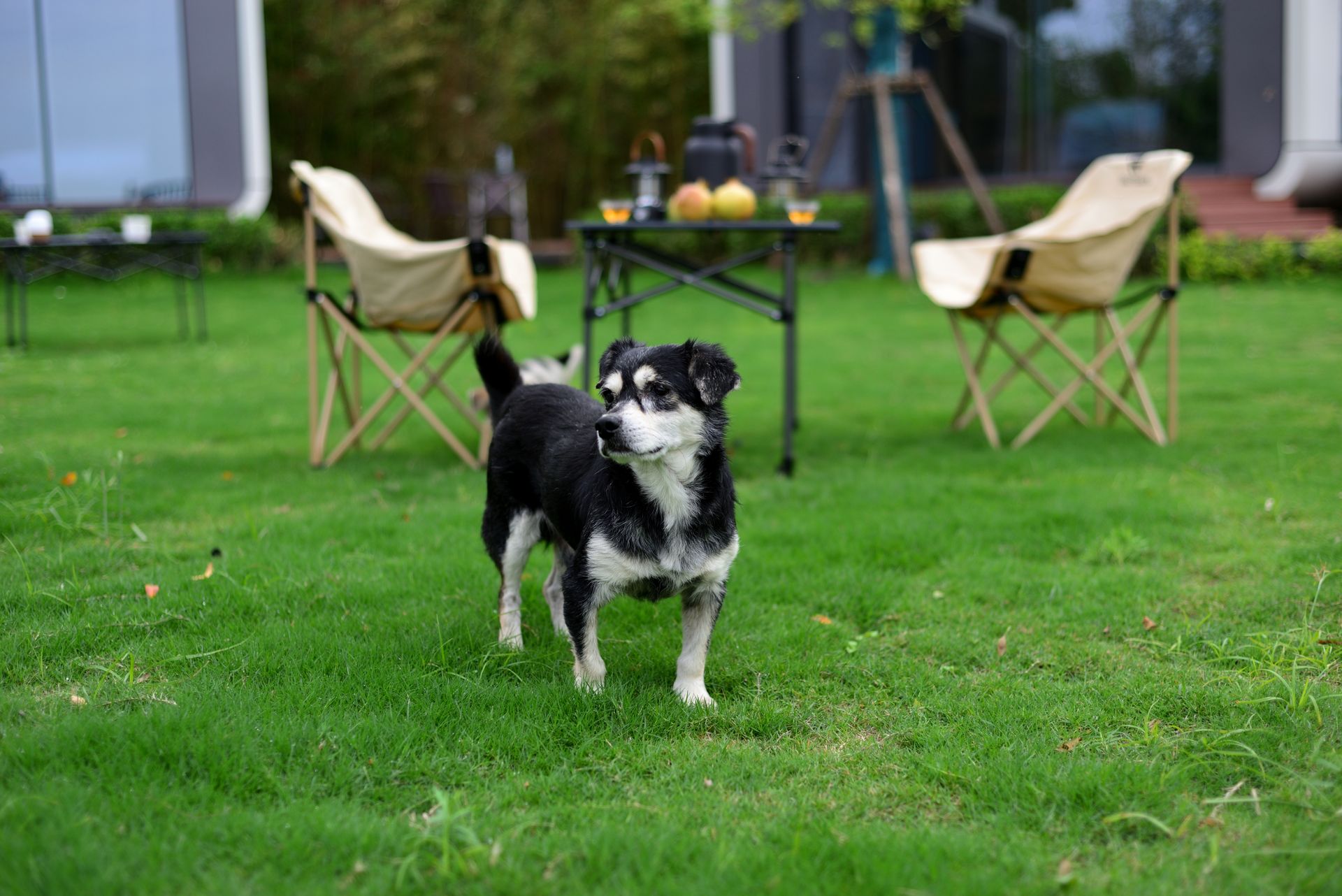 Perro pequeño blanco y negro de pie sobre el césped del jardín de una casa, con sillas y una mesa de exterior al fondo